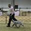 practice at the dogshow, about 5 months old