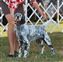 PSESC, Ranier Sporting Dog and Enumclaw pics, 6 months old.  Lace went RWB to a 5 point major one of the days :-)