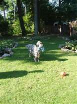 Click for large image