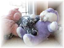 Click for large image