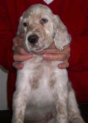 Click for large image