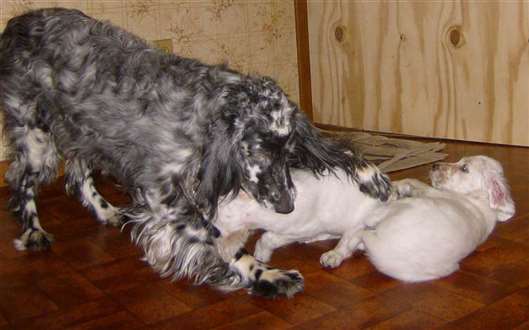 Click for large image