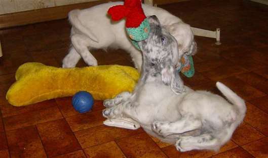 Click for large image