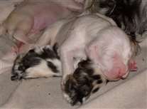 Click for large image