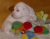 Click for large image