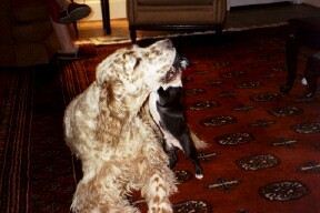 Click for large image