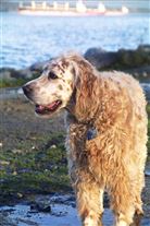 Click for large image