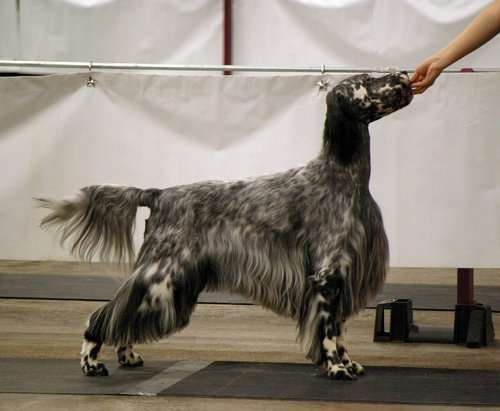 Click for large image