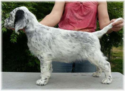 Click for large image