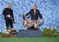 Click for large image