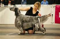 Click for large image