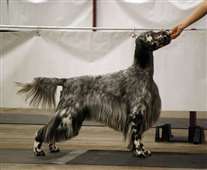 Click for large image