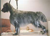 Click for large image