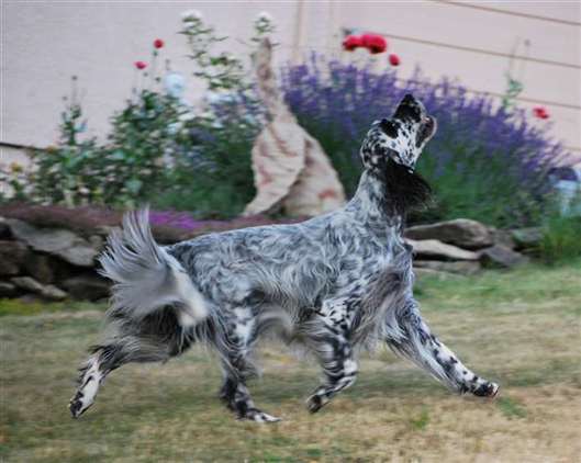 Click for large image