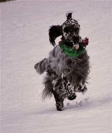 Click for large image