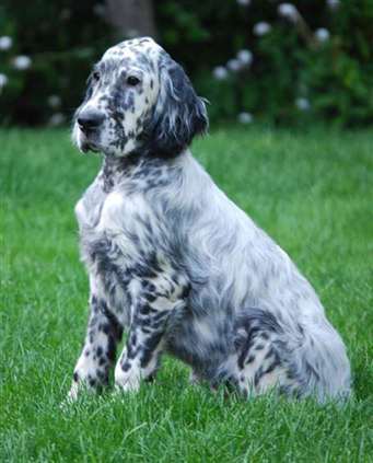 Click for large image