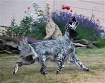 Click for large image