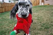 Click for large image