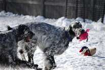 Click for large image