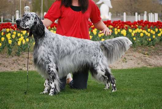 Click for large image