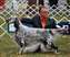 Nick in the ring, Olympic Kennel Club