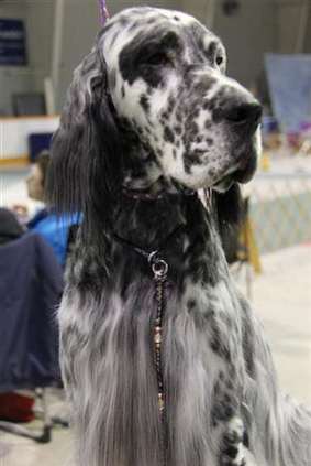 Click for large image