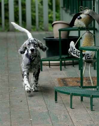 Click for large image