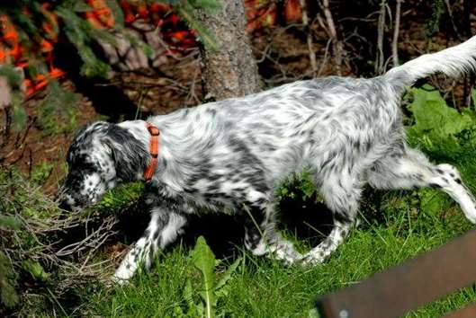 Click for large image