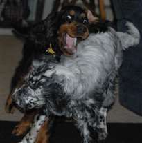 Click for large image