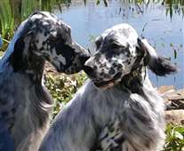 Click for large image