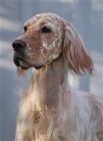 Click for large image