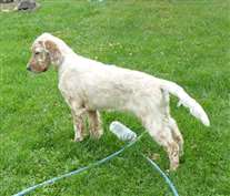 Click for large image