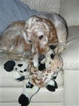 Click for large image