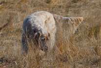 Click for large image