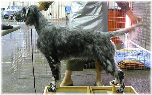 Click for large image