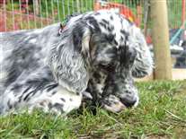 Click for large image