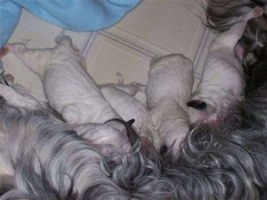 Click for large image