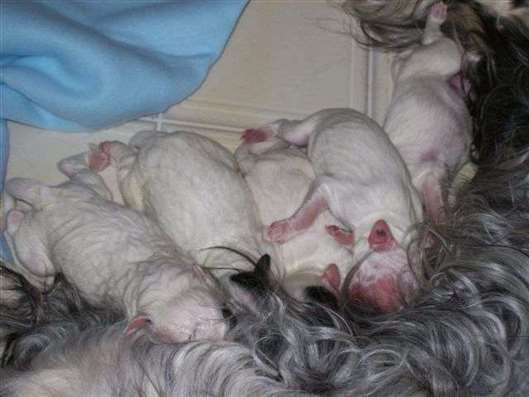 Click for large image