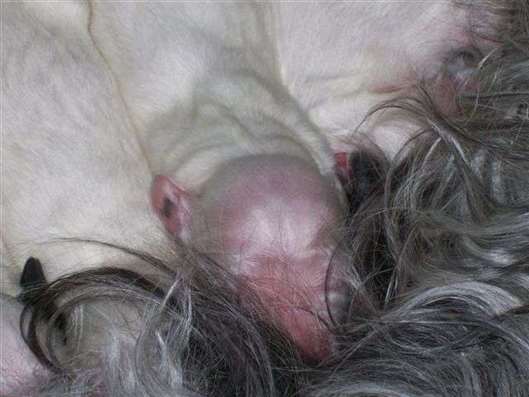 Click for large image