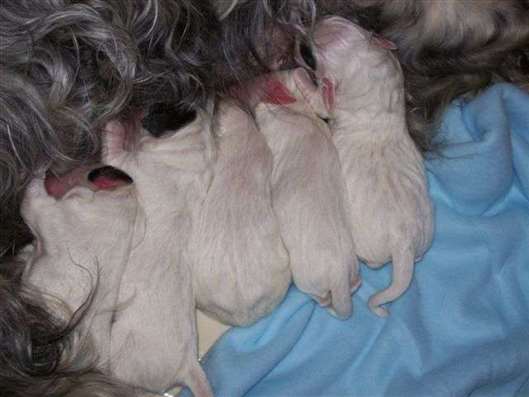 Click for large image