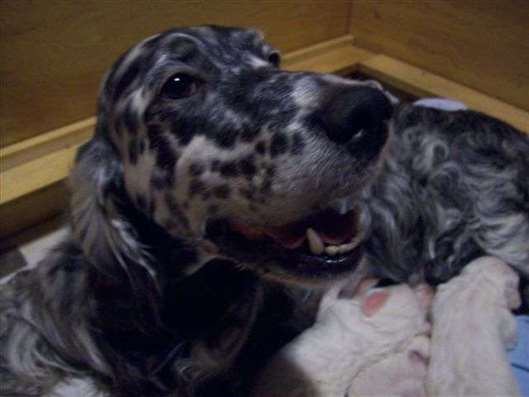 Click for large image