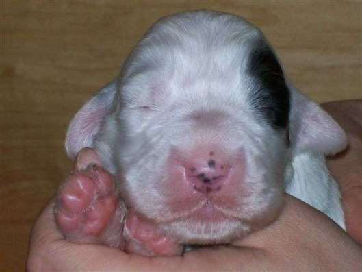 Click for large image