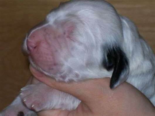 Click for large image