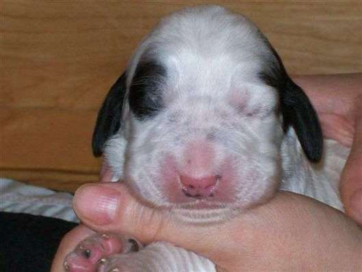 Click for large image