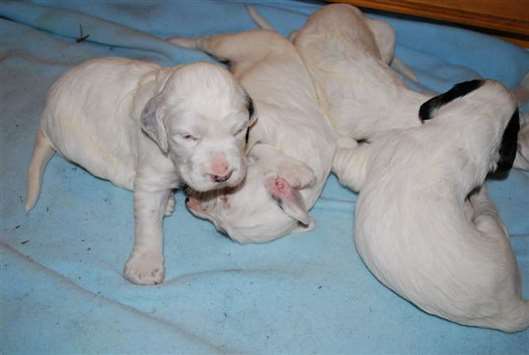 Click for large image