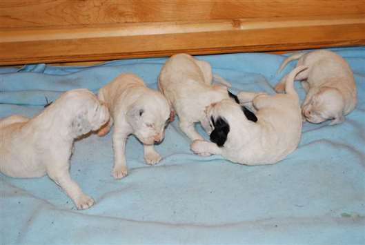 Click for large image