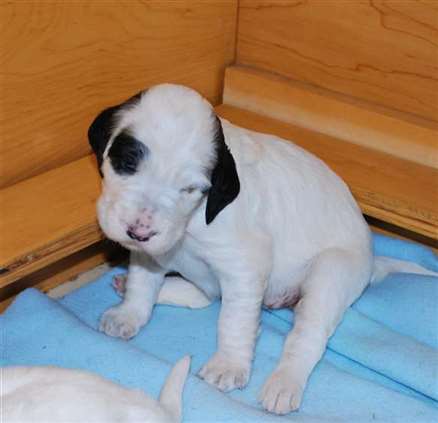 Click for large image