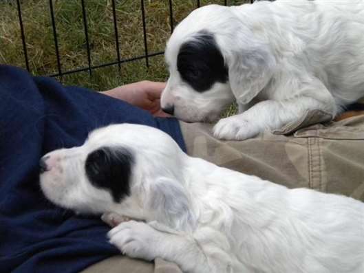 Click for large image