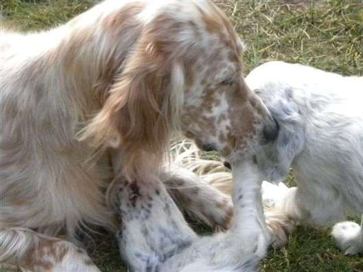 Click for large image