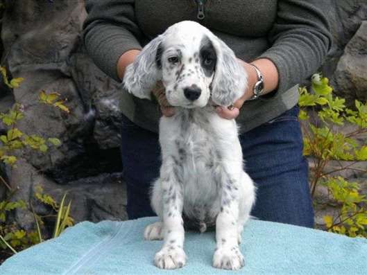 Click for large image